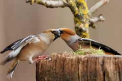 Appelvink-66_Hawfinch_Coccothraustes-coccothraustes_E8A3977