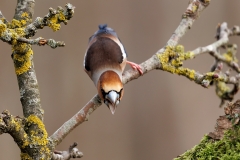 Appelvink-67_Hawfinch_Coccothraustes-coccothraustes_E8A3982