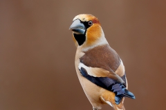 Appelvink-68_Hawfinch_Coccothraustes-coccothraustes_E8A4327