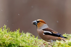 Appelvink-69_Hawfinch_Coccothraustes-coccothraustes_E8A4913