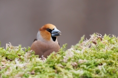 Appelvink-70_Hawfinch_Coccothraustes-coccothraustes_E8A4714