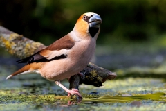 Appelvink-71_Hawfinch_Coccothraustes-coccothraustes__E8A7683