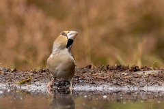 Appelvink-72_Hawfinch_Coccothraustes-coccothraustes_P5A4482