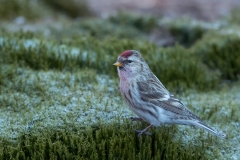 Grote-Barmsijs-06_Mealy-Redpoll_Acanthis-flammea_11I6181
