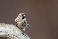 Grote-Barmsijs-10_Mealy-Redpoll_Acanthis-flammea_11I2072