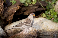 Grote-Barmsijs-11_Mealy-Redpoll_Acanthis-flammea_11I1961