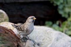 Grote-Barmsijs-13_Mealy-Redpoll_Acanthis-flammea_11I2096