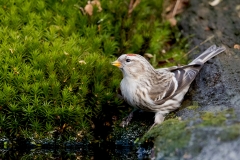 Grote-Barmsijs-16_Mealy-Redpoll_Acanthis-flammea_11I2409