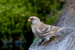 Grote-Barmsijs-18_Mealy-Redpoll_Acanthis-flammea_11I2441