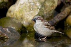 Huismus-14_House-Sparrow_Passer-domesticus_AD9A1392