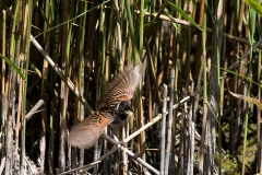 Rietgors-08_Common-Reed-Bunting_Emberiza-schoeniclus_BZ4T5920