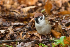 Ringmus-03_Eurasian-Tree-Sparrow_Passer-montanus_MG_0969