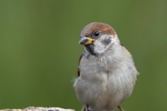 Ringmus-04_Eurasian-Tree-Sparrow_Passer-montanus_11I3920