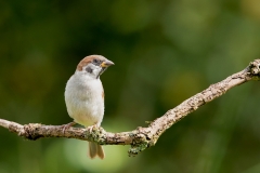 Ringmus-05_Eurasian-Tree-Sparrow_Passer-montanus_11I3101