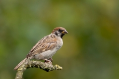 Ringmus-06_Eurasian-Tree-Sparrow_Passer-montanus_11I3160
