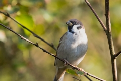 Ringmus-08_Eurasian-Tree-Sparrow_Passer-montanus_11I3719