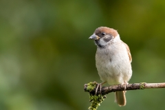 Ringmus-09_Eurasian-Tree-Sparrow_Passer-montanus_11I3046