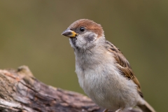 Ringmus-10_Eurasian-Tree-Sparrow_Passer-montanus_11I3923