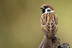 Ringmus-11_Eurasian-Tree-Sparrow_Passer-montanus_11I4730