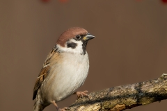 Ringmus-13_Eurasian-Tree-Sparrow_Passer-montanus_11I5569