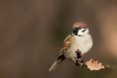 Ringmus-15_Eurasian-Tree-Sparrow_Passer-montanus_11I5596