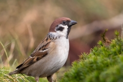 Ringmus-16_Eurasian-Tree-Sparrow_Passer-montanus_11I5872
