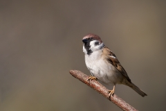 Ringmus-17_Eurasian-Tree-Sparrow_Passer-montanus_11I6900
