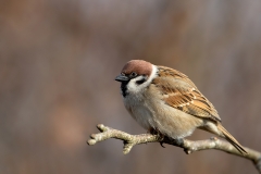 Ringmus-19_Eurasian-Tree-Sparrow_Passer-montanus_11I5890