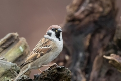 Ringmus-21_Eurasian-Tree-Sparrow_Passer-montanus_11I2136