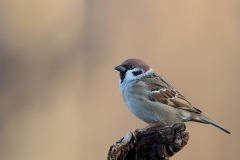 Ringmus-22_Eurasian-Tree-Sparrow_Passer-montanus_11I2156