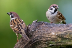 Ringmus-25_Eurasian-Tree-Sparrow_Passer-montanus_11I4562