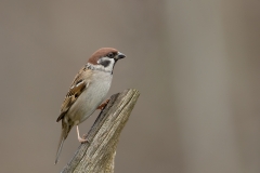 Ringmus-26_Eurasian-Tree-Sparrow_Passer-montanus_11I5131