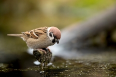 Ringmus-27_Eurasian-Tree-Sparrow_Passer-montanus_11I5136