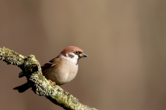Ringmus-28_Eurasian-Tree-Sparrow_Passer-montanus_11I5279