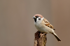 Ringmus-29_Eurasian-Tree-Sparrow_Passer-montanus_11I5310