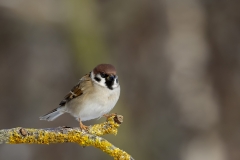 Ringmus-30_Eurasian-Tree-Sparrow_Passer-montanus_AD9A0397
