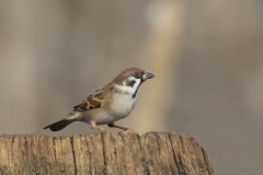 Ringmus-32_Eurasian-Tree-Sparrow_Passer-montanus_AD9A0815