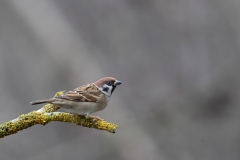 Ringmus-33_Eurasian-Tree-Sparrow_Passer-montanus_11I9275