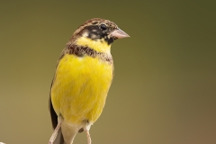 Wilgengors-21_Yellow-breasted-Bunting_Emberiza-aureola_P5A2651