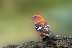 Witbandkruisbek-01_Two-barred-Crossbill_Loxia-leucoptera_P5A6209