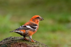 Witbandkruisbek-03_Two-barred-Crossbill_Loxia-leucoptera_P5A6220