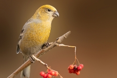 Witbandkruisbek-06_Two-barred-Crossbill_Loxia-leucoptera_P5A6238