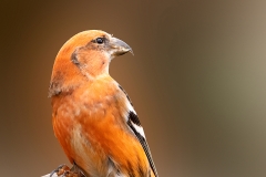 Witbandkruisbek-11_Two-barred-Crossbill_Loxia-leucoptera_P5A6372