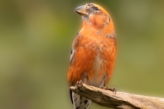 Witbandkruisbek-13_Two-barred-Crossbill_Loxia-leucoptera_P5A6545