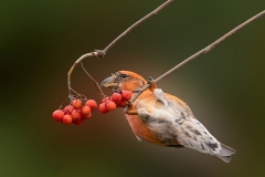 Witbandkruisbek-15_Two-barred-Crossbill_Loxia-leucoptera_P5A6562