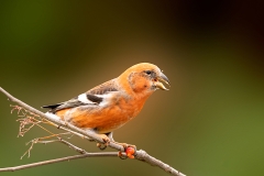 Witbandkruisbek-17_Two-barred-Crossbill_Loxia-leucoptera_P5A6572