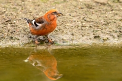 Witbandkruisbek-22_Two-barred-Crossbill_Loxia-leucoptera_P5A6599