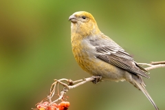 Witbandkruisbek-24_Two-barred-Crossbill_Loxia-leucoptera_P5A6790