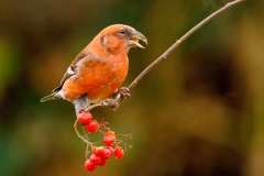 Witbandkruisbek-33_Two-barred-Crossbill_Loxia-leucoptera_P5A7072