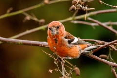 Witbandkruisbek-36_Two-barred-Crossbill_Loxia-leucoptera_P5A6912